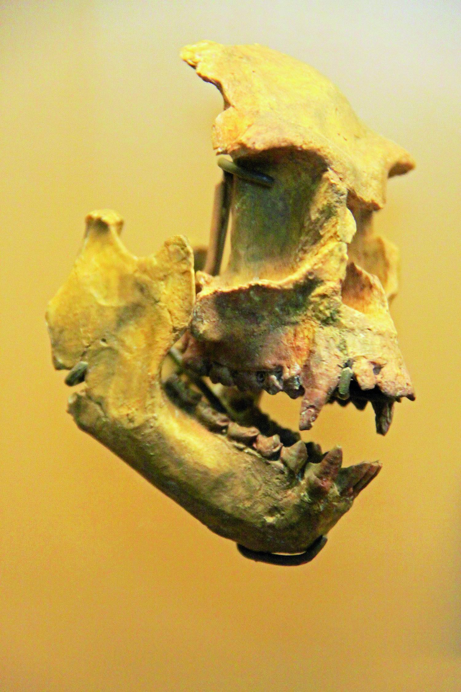 pliopithecus